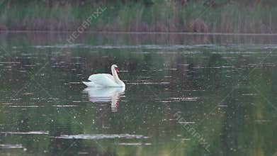 Mute swan (Cygnus olor). A white swan swims gracefully across a pond against a backdrop of reeds. Slow motion.