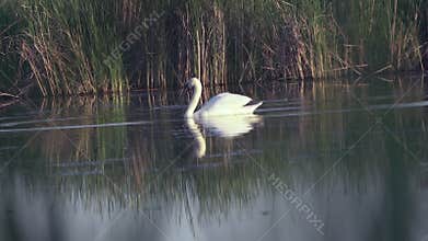 Mute swan (Cygnus olor). A white swan swims gracefully across a pond against a backdrop of reeds. Slow motion.