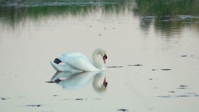 Mute swan (Cygnus olor). A white swan swims in a pond. Slow motion