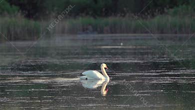 Mute swan (Cygnus olor). A white swan swims gracefully across a pond against a backdrop of reeds. Slow motion.