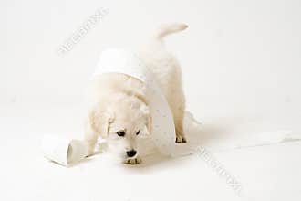 Cute puppy