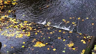 Aerial view of autumn leaves floating on dark water of stream with small waterfall cascade and rain creating ripples on surface of