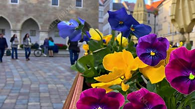 Vibrant Pansies in a European Town Square