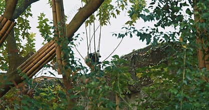 Giant Panda Sleep At Tree Top. Bear Or Simply, Is Bear Species Endemic To China. Panda Diplomacy. Travel To China