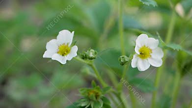 White strawberry flower with yellow center and green leaves around