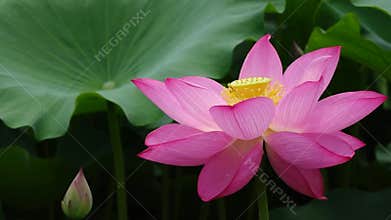 Lotus flower