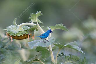 Indigo bunting on sunflower in field