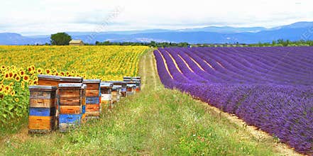 Provence, France , countryside
