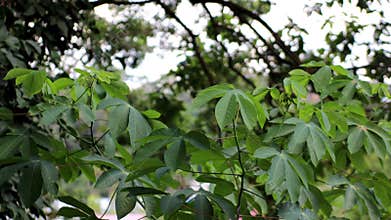 Green cassava leaves swaying in the wind in a rural plantation