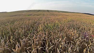 Flight above wheat field, aerial panoramic view.