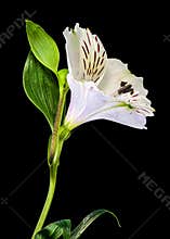 White Alstroemeria Flowers with Purple Streaks on Solid Black Background