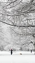 it is snowing heavily in the park, large flakes of snow are slowly falling on tree branches, people are walking dogs