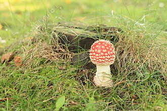 Red toadstool