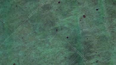 Gili Trawangan wild turtles swimming in water. Majestic aerial view drone