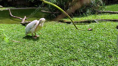 great white pelican standing on green grass and preening feathers near pond in tropical bird park