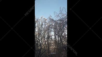 Tree branches covered in thick ice after freezing rain and winter storms.