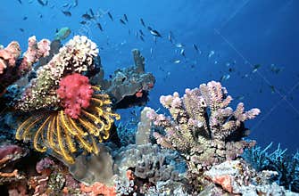 Maldives shallow reef