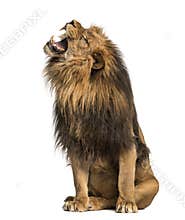 Lion roaring, sitting, Panthera Leo, 10 years old