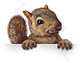 Cute Squirrel