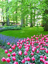 Tulips garden