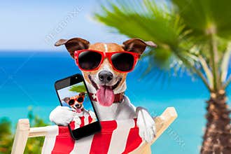 Summer selfie dog