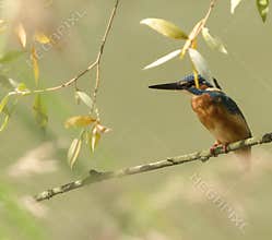 Common kingfisher (Alcedo atthis) close-up portrait