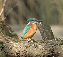 Common kingfisher (Alcedo atthis) close-up portrait