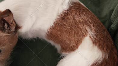 Close-up of Jack Russell paws resting on blanket