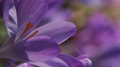 Flowering crocus spring flower