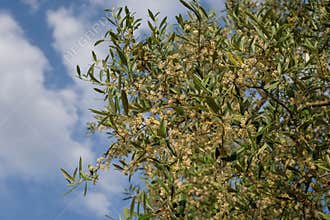 Olive Tree in Bloom. Rapa, the Flower of the Olive Tree.