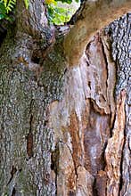 Majestic old tree trunk with textured bark and signs of age in a natural setting