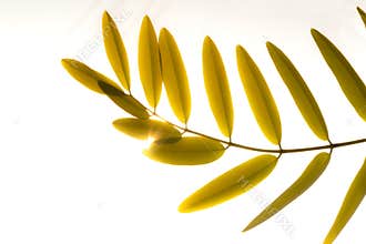 Autumn leaves branch on the sun on white background