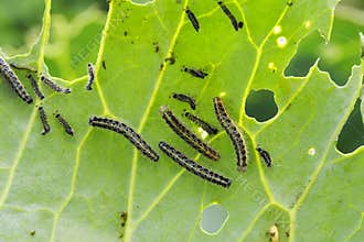 Many insects of black caterpillar pests crawl on green cabbage leaves and eat them in the garden on the farm in the summer