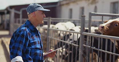 Farmer using digital tablet while looking at cows