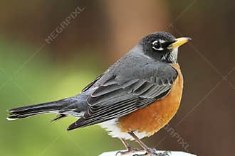 American Robin
