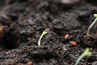 Strawberry seed germination
