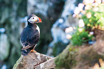 Atlantic or common puffin sitting on a cliff in Iceland