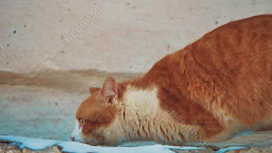 Homeless cat. Homeless animals pets problem. Street cat redhead sits freezing in lifestyle winter sick