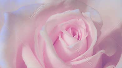Timelapse,Close up of opening pink rose, blooming pink roses, beautiful animation,