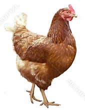 Beautiful Brown hen isolated on white background.