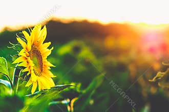 Sunflower looking for the sun light in the morning
