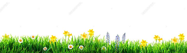 Grass and spring flowers background