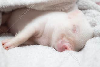 Cute pig sleeps on a striped blanket. Christmas pig