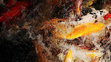 Feeding koi carp fish in clear water aquatic