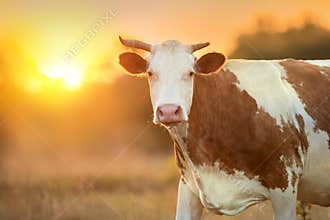 Cow portrait at sunlight
