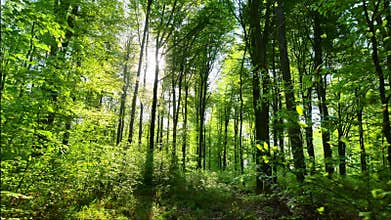 Spring forest in lush green foilage flooded by warm sun rays, gimbal shot