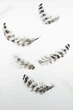 Feathers