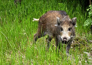 Young wild boar