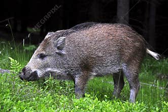 Young wild boar