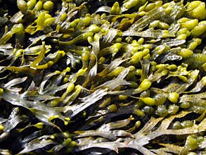 Brown algae, fucus